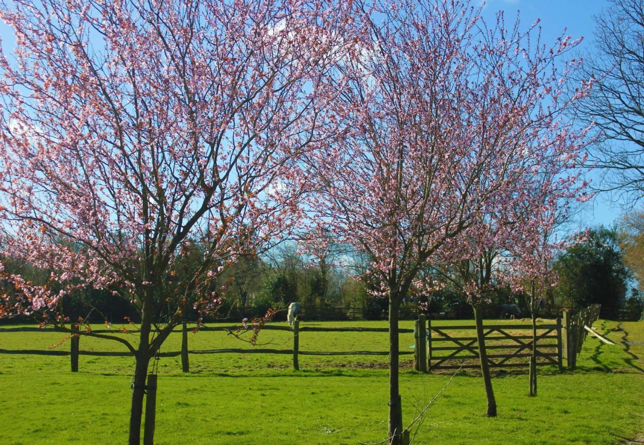 Hopgarden Glamping - Luxury 6M Bell Tent Wadhurst Bagian luar foto